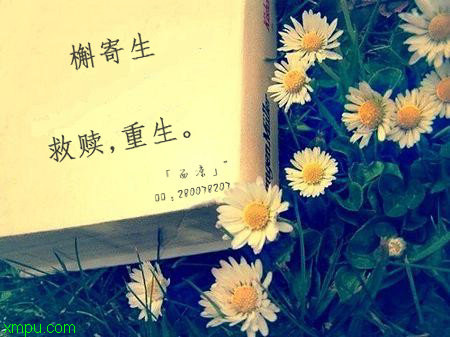 槲寄生:文化底蕴