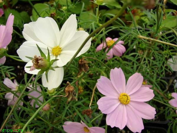 波斯菊:【繁殖方法】