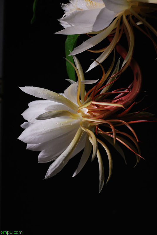昙花:栽培繁殖