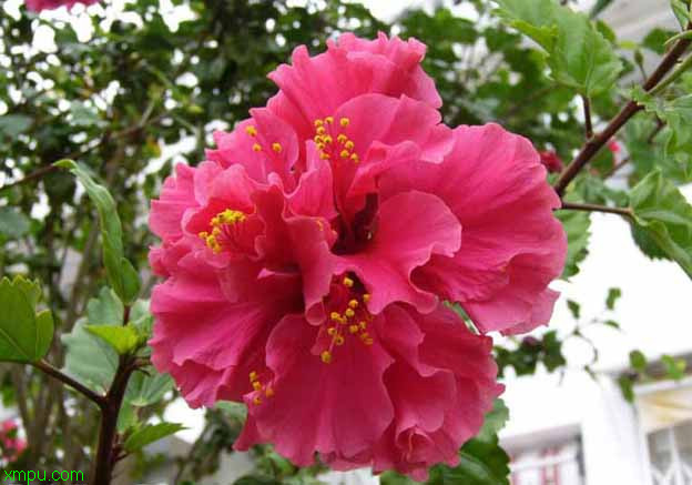 扶桑花(图5) 扶桑花:栽培技术