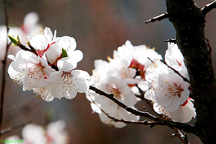 杏花:繁栽要点