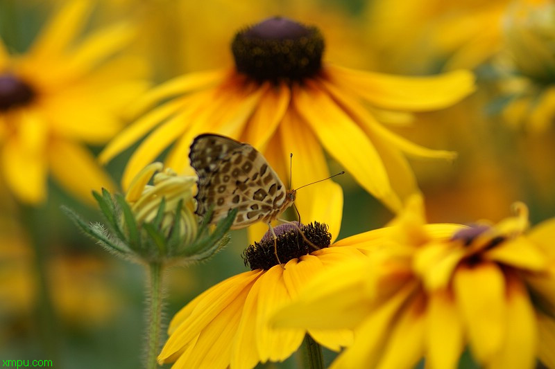 黑心金光菊 金光菊:主要品种