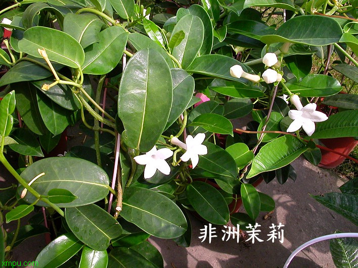 茉莉:种植方法