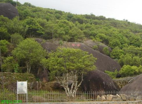 宋种1号:品种介绍