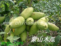 蒙山木瓜