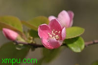 木瓜的花(Chaenomeles sinensis)