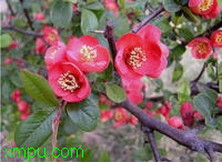 皱皮木瓜的花(Chaenomeles speciosa)