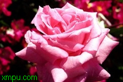 d57e999438c55d01d21b7003