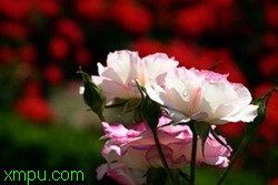 507c38971240ee7854fb9661