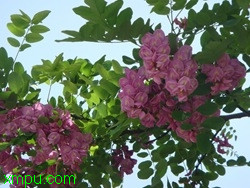 9864a231d03ece8b5edf0ea7