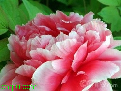 c2bce2036f516dbcd43f7cee