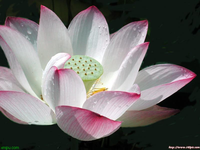 水芸:
花卉水芸图片资料