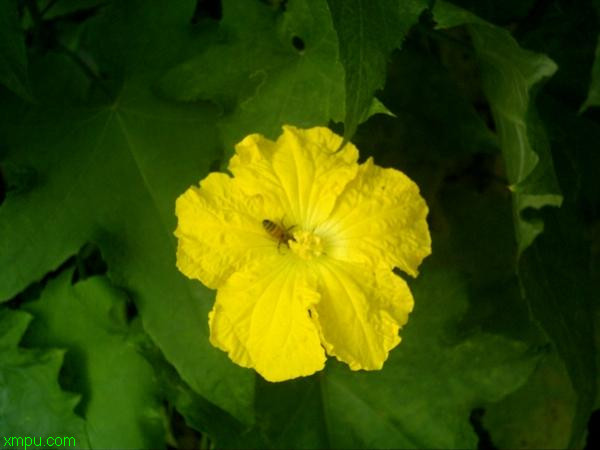 丝瓜花:

花卉丝瓜花图片资料