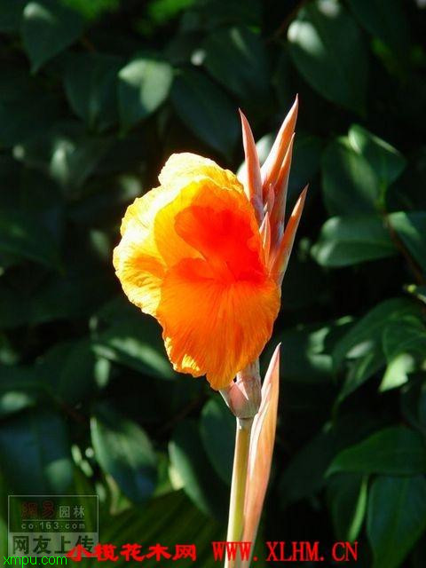 花叶美人蕉:
花卉花叶美人蕉图片资料