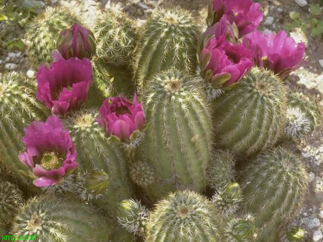 墨西哥国花:
花卉墨西哥国花图片资料