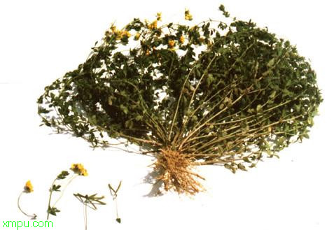 百脉根:

花卉百脉根图片资料