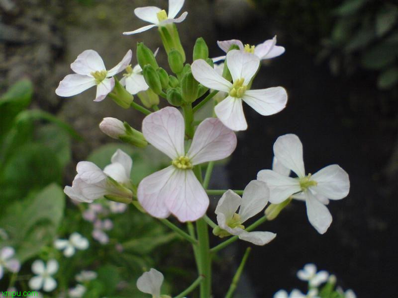 萝卜花:  花卉萝卜花图片资料