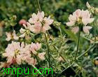 小冠花:生态习性 ：