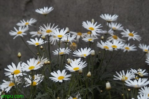 蓬蒿菊:

花卉蓬蒿菊图片资料