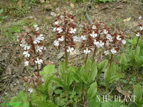 虾脊兰:
花卉虾脊兰图片资料