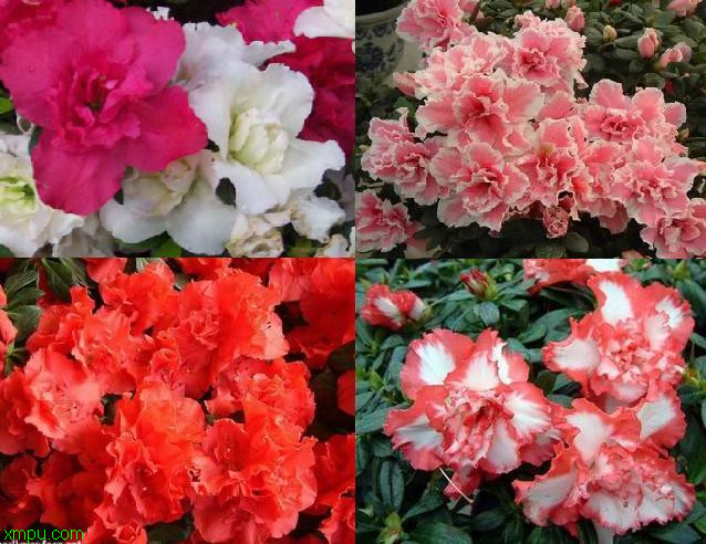 西鹃:

花卉西鹃图片资料