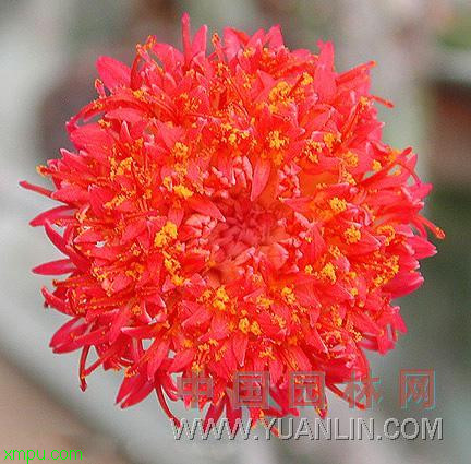 泥鳅掌:
花卉泥鳅掌图片资料