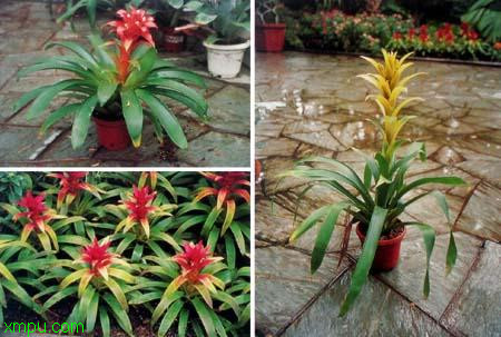 果子蔓:

花卉果子蔓图片资料