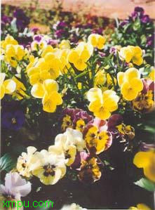 三色堇花:
花卉三色堇花图片资料