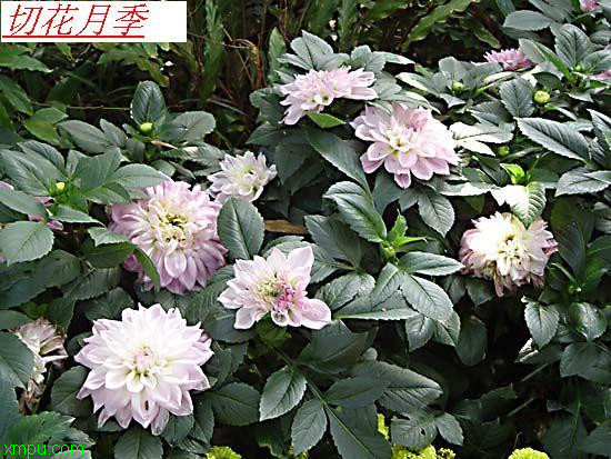 切花月季:
花卉切花月季图片资料