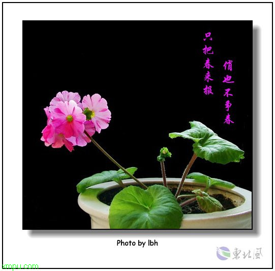四季樱草:

花卉四季樱草图片资料