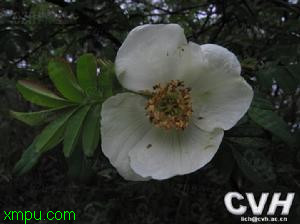 狗蔷薇:

花卉狗蔷薇图片资料