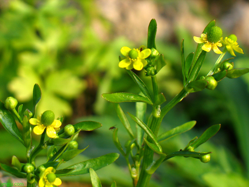 石龙芮:

花卉石龙芮图片资料
