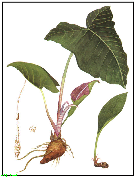 独角莲:

花卉独角莲图片资料