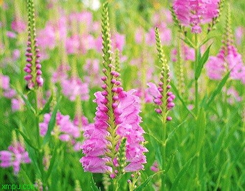 假龙头:
花卉假龙头图片资料