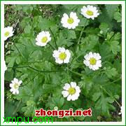 罗马甘菊:

花卉罗马甘菊图片资料