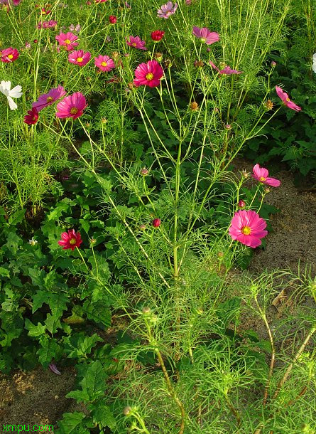 波斯菊【形态特征】