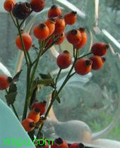 蔷薇果:

花卉蔷薇果图片资料