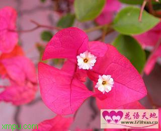宝巾花:简介：