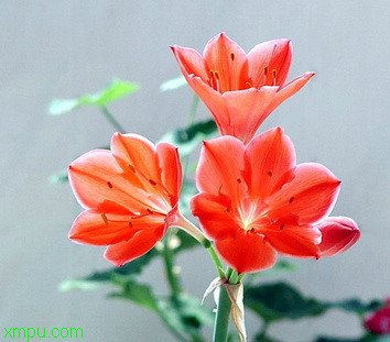 紫根兰的花 紫根兰 :
花卉紫根兰 图片资料