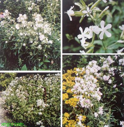 石碱花 :
花卉石碱花 图片资料