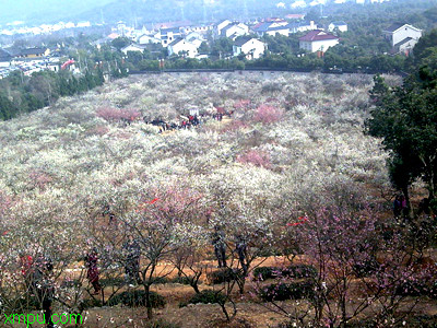 梅花 :一、观赏植物中文名：梅花