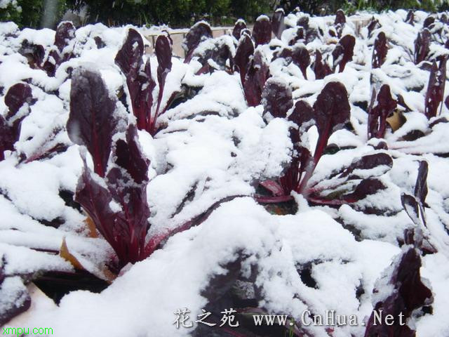 红叶甜菜:
花卉红叶甜菜图片资料