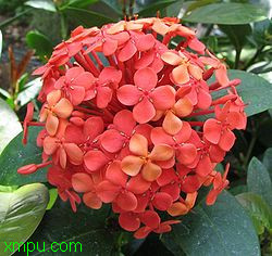 仙丹花:简介