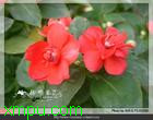 非洲凤仙花:园林用途