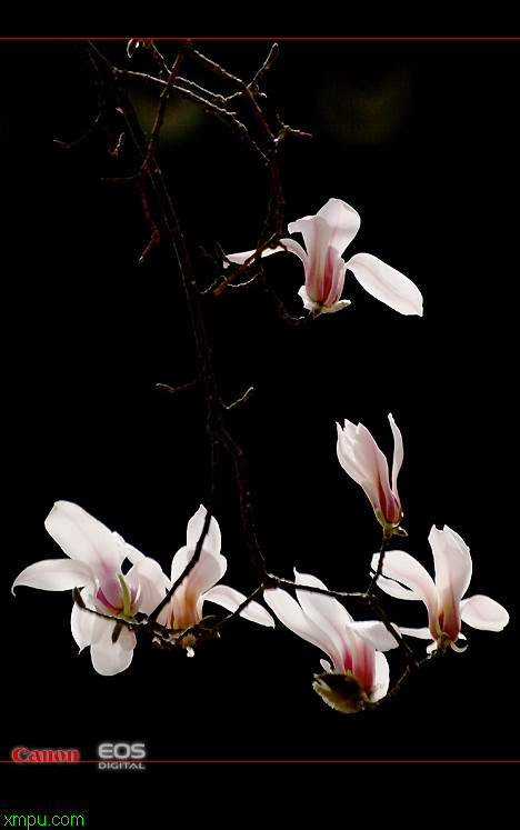 望春玉兰:

花卉望春玉兰图片资料