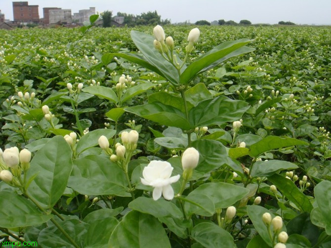 广西横县茉莉花节:

花卉广西横县茉莉花节图片资料