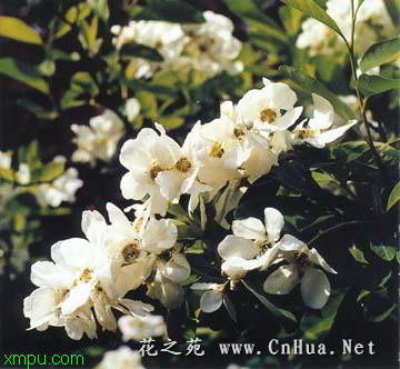 白鹃梅:
花卉白鹃梅图片资料