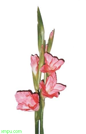 剑兰花:
花卉剑兰花图片资料