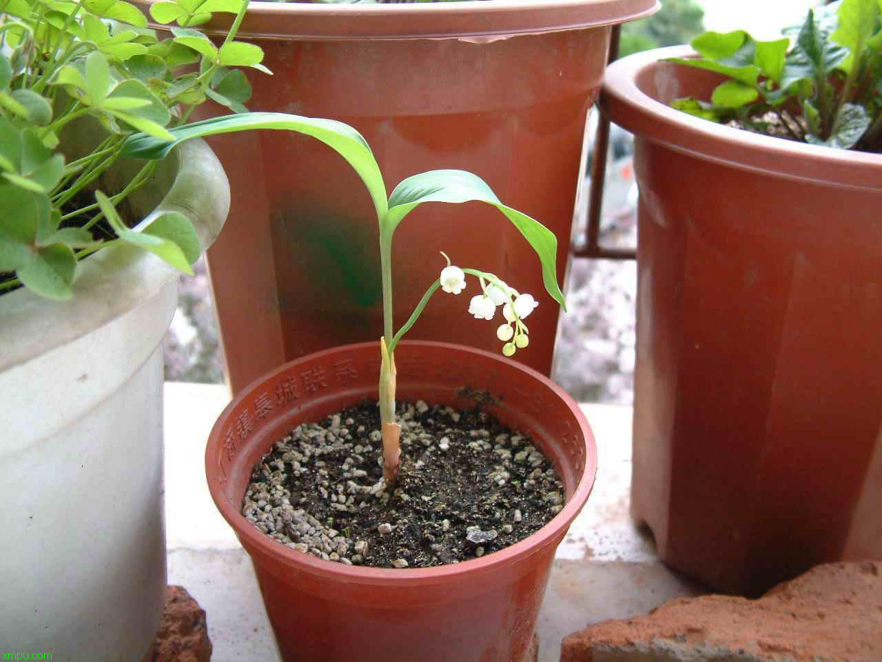 大花铃兰:

花卉大花铃兰图片资料