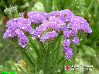 补血草:
花卉补血草图片资料